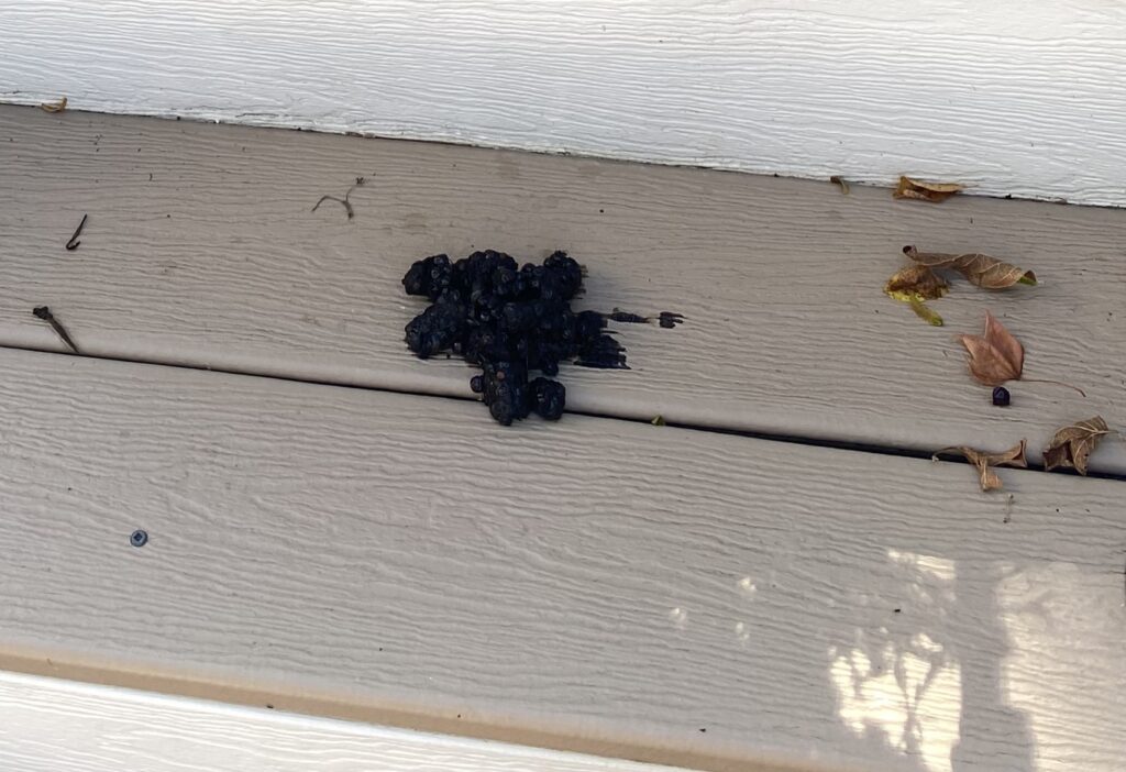 Raccoon Scat