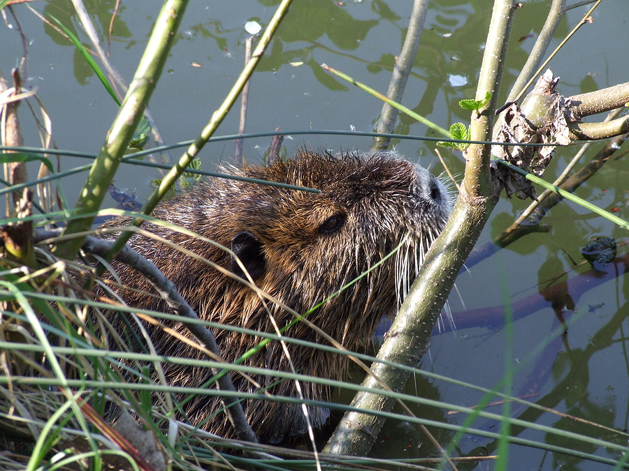 Signs of Nuisance Beavers in Indiana
