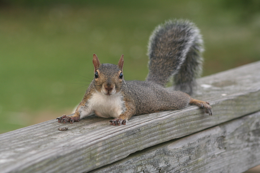 Call 317-847-6409 if You Need to Repair Squirrel Damage in Indianapolis