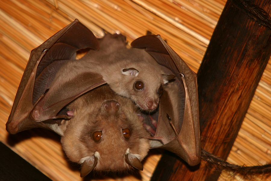 Bat Maternity Season in Indiana