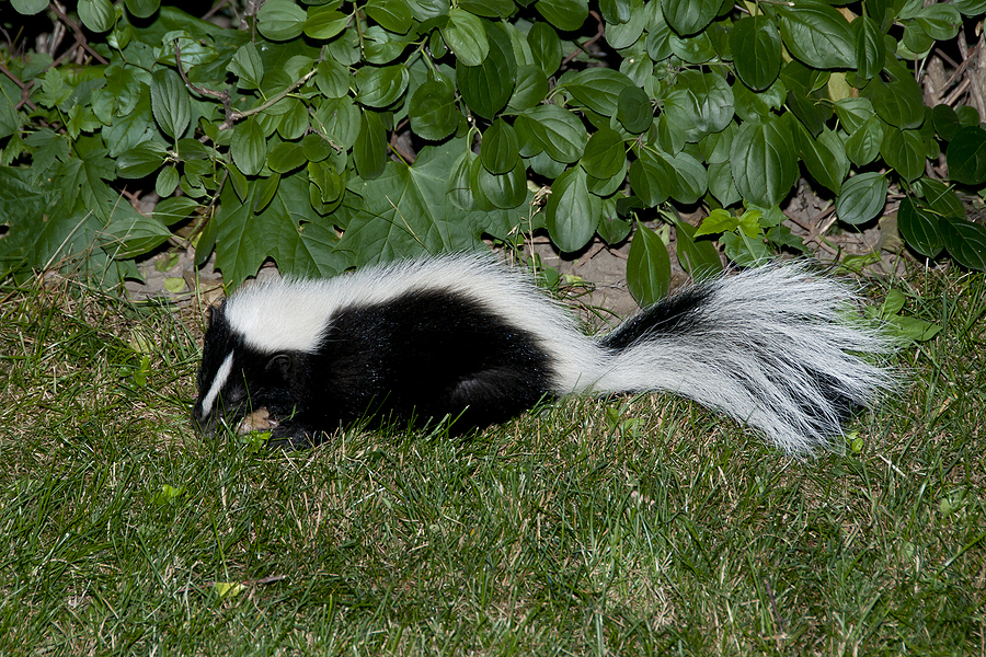 Skunks and Rabies