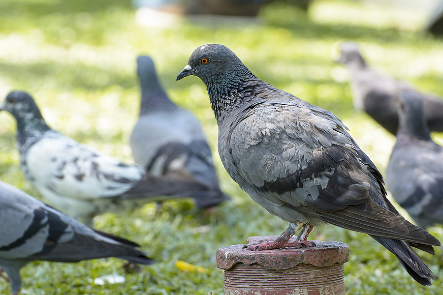Pigeon Control in Indianapolis Indiana