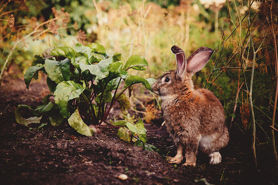 Rabbit Control Tips