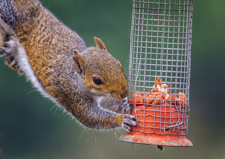 Prevent Squirrel Damage in Indianapolis