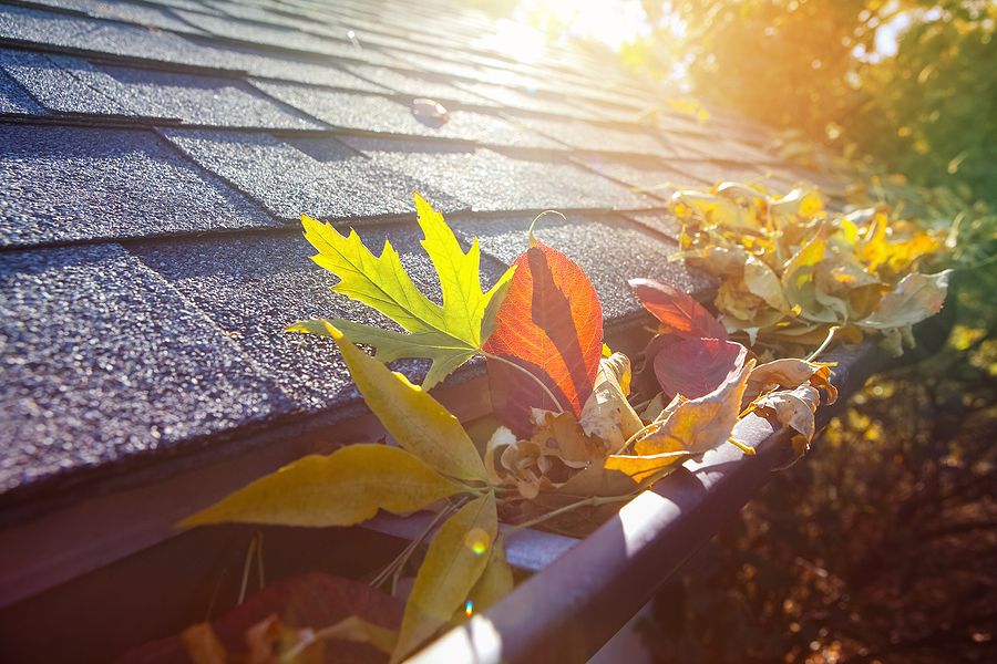 Fall & Winter Wildlife Control Tips for Indiana