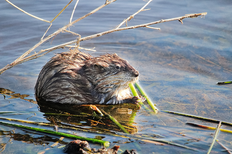 Signs of Muskrat Activity in Indiana