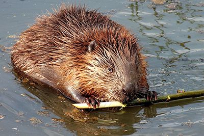 Beaver Removal Indianapolis Indiana