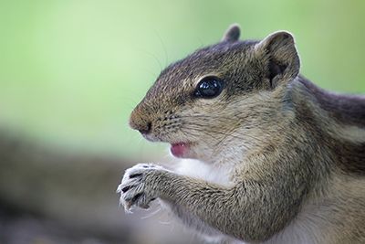 Chipmunk Removal Indianapolis Indiana