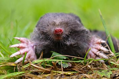 Mole Animal Removal Indianapolis Indiana