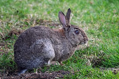 Rabbit Removal Indianapolis Indiana