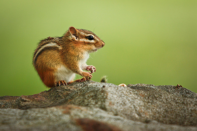 Chipmunk Removal and Control Nashville Tennessee