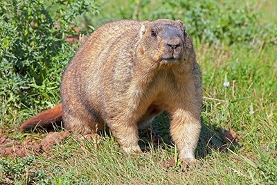 Groundhog Removal and Control Nashville Tennessee
