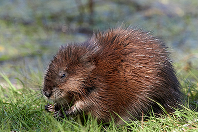 Muskrat Removal and Control Nashville Tennessee