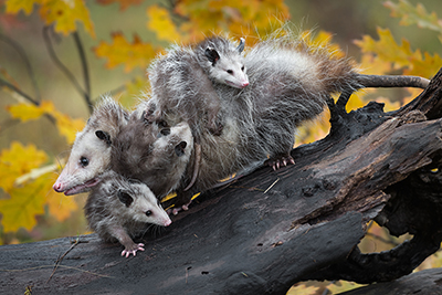 Opossum Removal and Control Nashville Tennessee