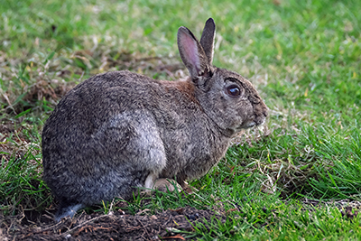 Rabbit Removal and Control Nashville Tennessee