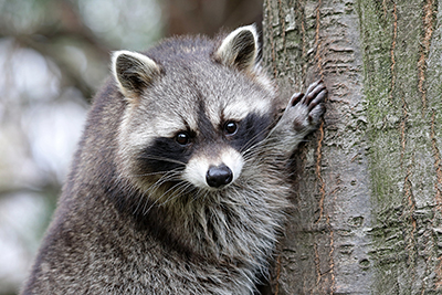 Raccoon Removal and Control Nashville Tennessee