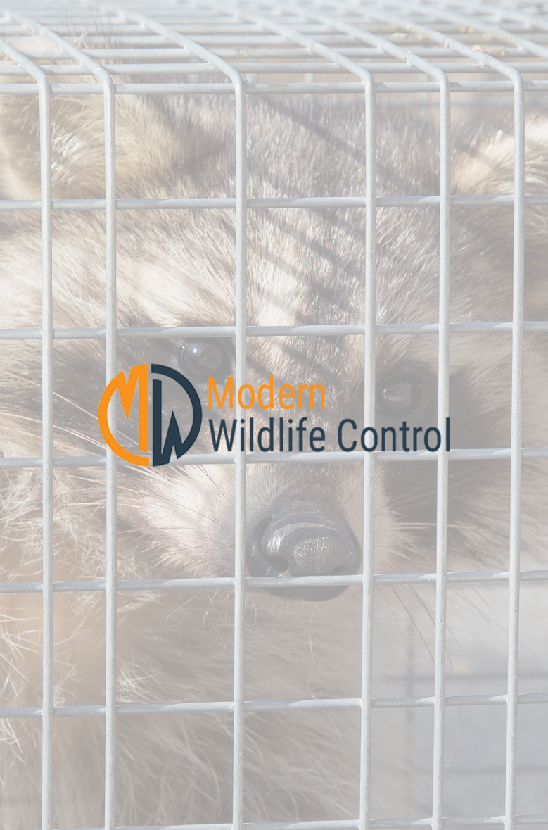 Indianapolis Wildlife Removal Control