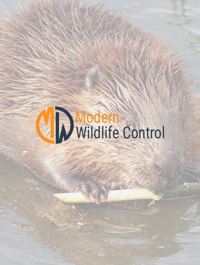 Beaver Removal Indianapolis Indiana