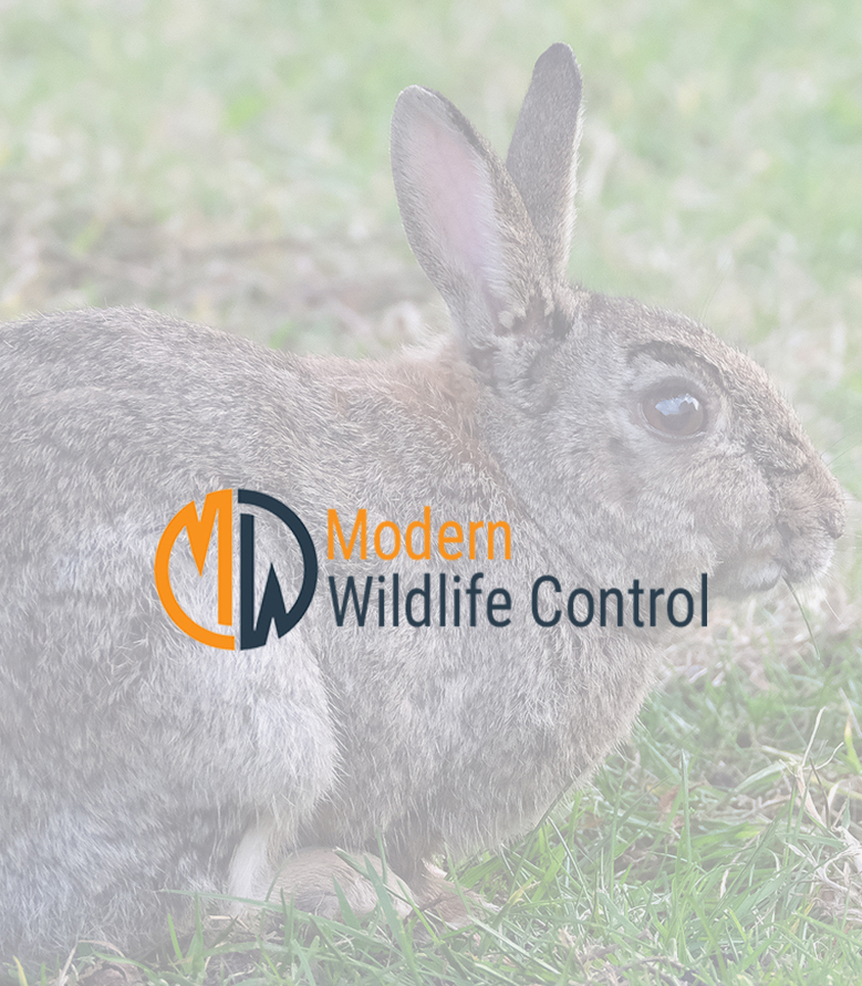 Rabbit Control Indianapolis Indiana